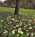 Dobr� ro�n�k, s.r.o. 